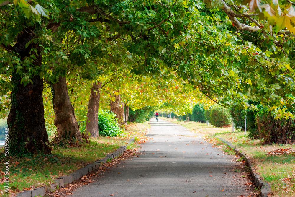 park alley in early autumn. trees in green foliage. sunny weather park alley in early autumn. trees in green foliage. sunny weather