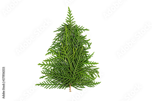 Green Chrristmas tree made of coniferous tree branches on white background. Minimal composition background. New Year and Christmas concept.