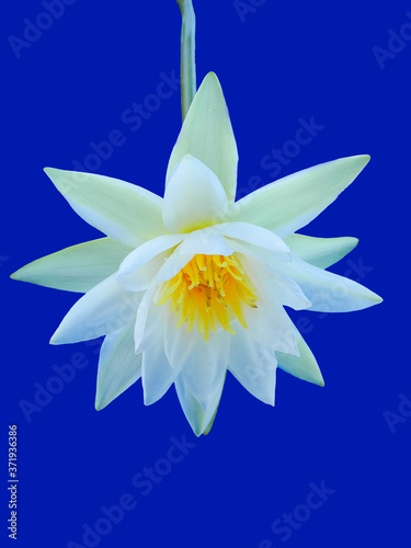 White lotus flower on blue background