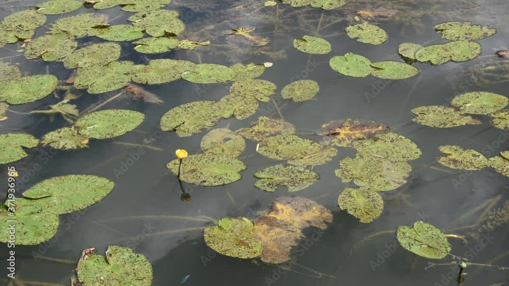 Plants of water-lily (Nuphar lutea) with yellow flowers on the water surface