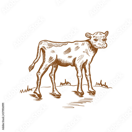 calf   sketch  hand drawn vector illustration  vintage drawing in brown color  design for eco farm products