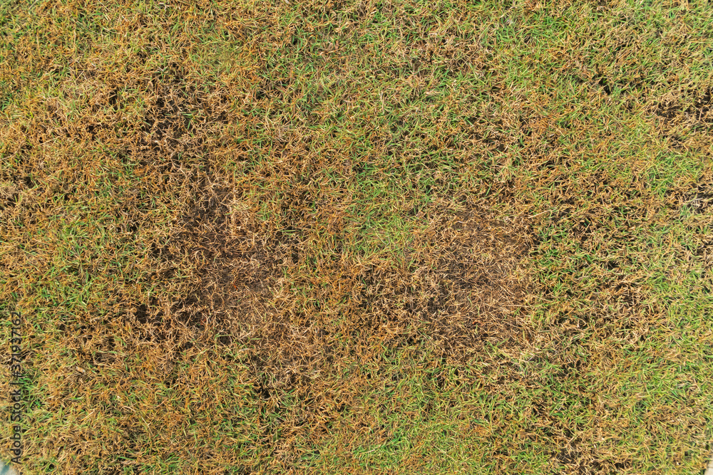 Ταπετσαρία Green and yellow grass texture Brown patch is caused by the destruction of fungus Rhizoctonia Solani grass leaf change from green to dead brown in a circle lawn texture background dead dry grass