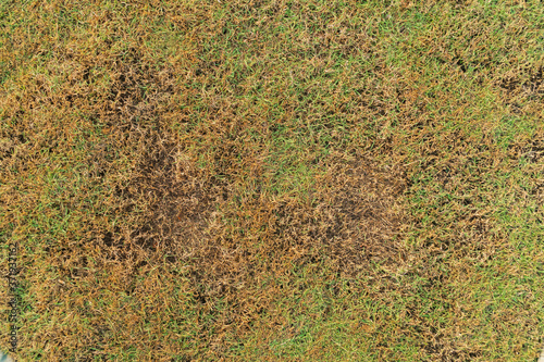 Green and yellow grass texture Brown patch is caused by the destruction of fungus Rhizoctonia Solani grass leaf change from green to dead brown in a circle lawn texture background dead dry grass.