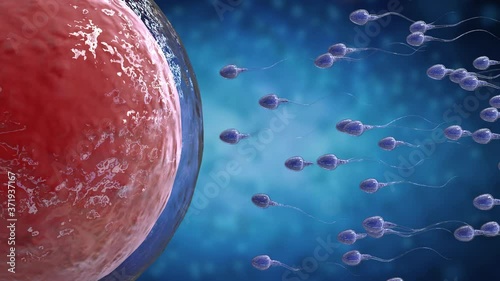 3d rendering sperm fertilize with ovum 4k footage photo