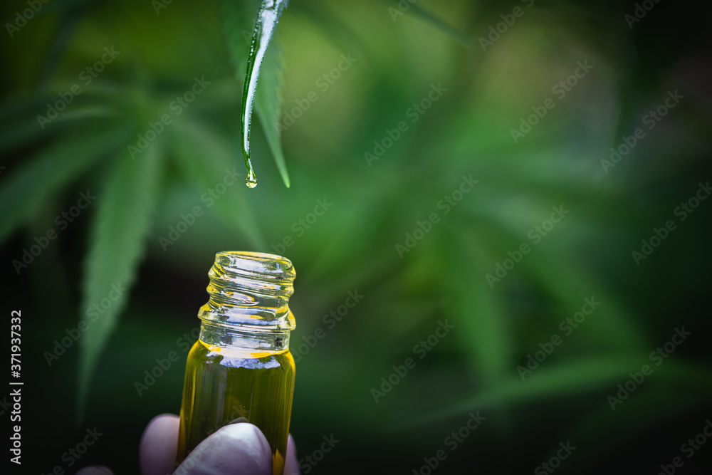 CBD hemp oil, Hand holding bottDrops of Hemp oill, CBD cannabis oil in pipette, medical marijuana concept.e of Cannabis oil in pipette. CBD Hemp oil, medical marijuana oil concept CBD hemp oil, Hand holding bottDrops of Hemp oill, CBD cannabis oil in pipette, medical marijuana concept.e of Cannabis oil in pipette. CBD Hemp oil, medical marijuana oil concept