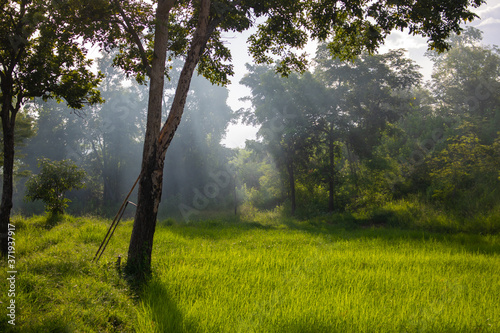 morning in the forest