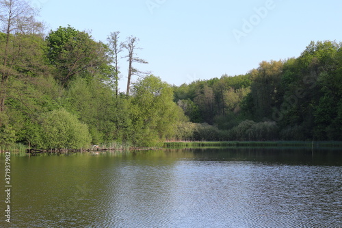  Green trees are reflected in the water of a forest lake on a sunny summer day