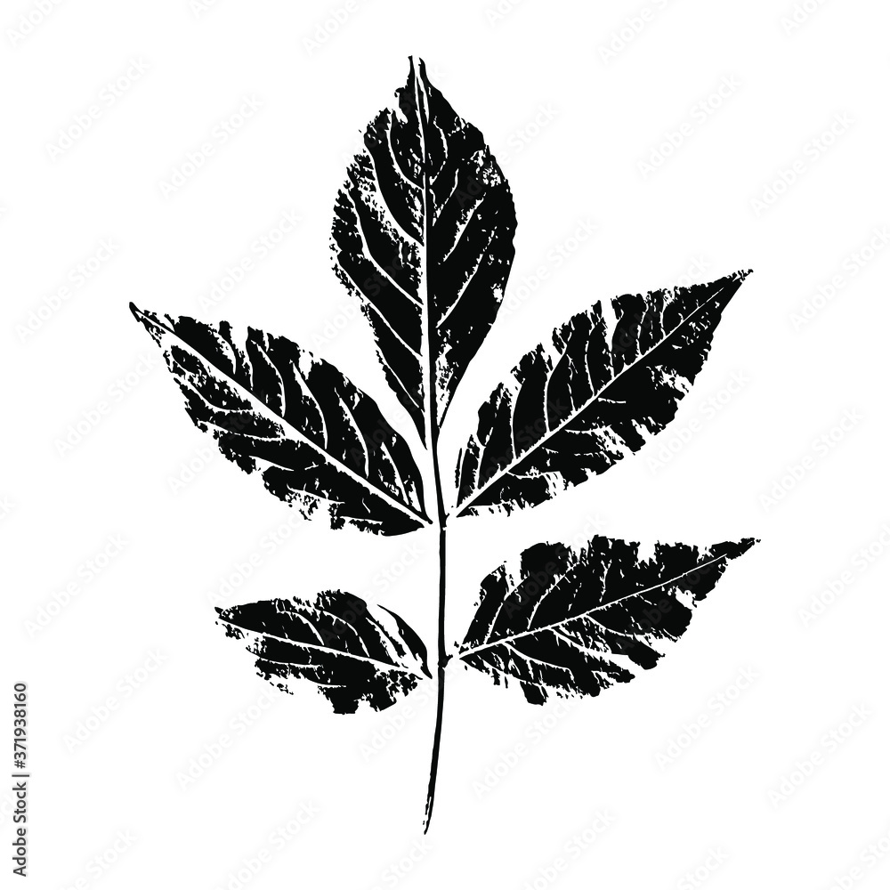 Imprint of a branch with leaves. Isolated botanical element. Suitable for design; pattern; postcard; print. Vector illustration.