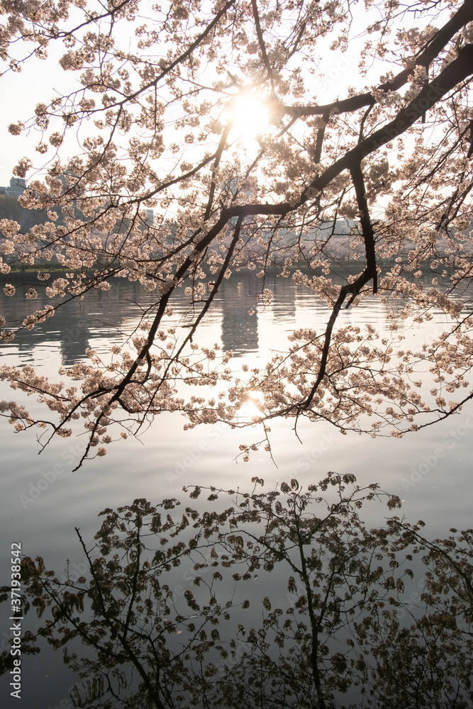 都会の河川に咲く桜