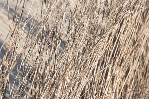Εκτύπωση καμβά Nature background with a dry plant