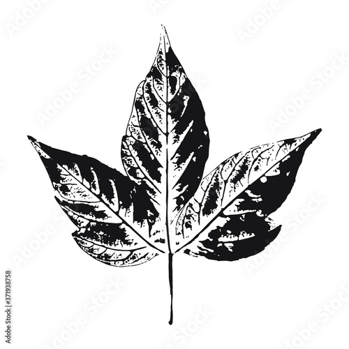 Imprint of a natural branch with leaves. Silhouette of a bush branch. Botanical vector illustration. Suitable for design, prints, postcards.