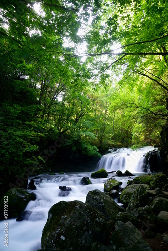 夏の緑の山の中の滝のある風景 －蓼科大滝