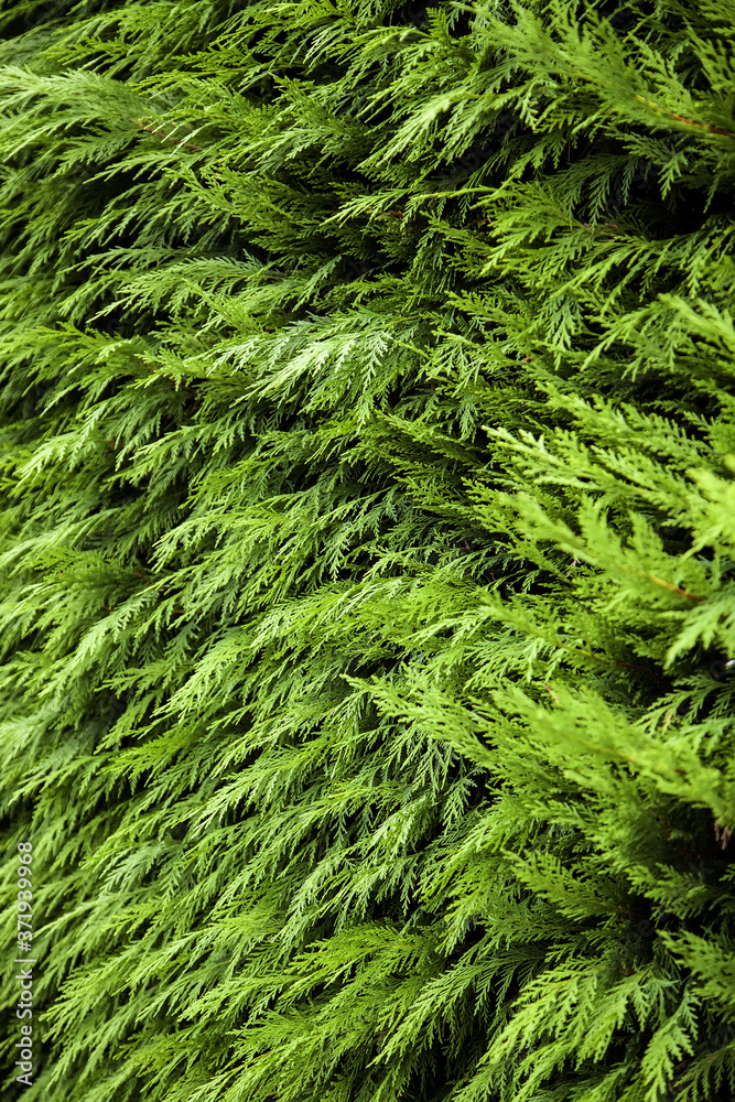 Green pine background