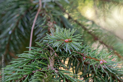 Close Up Of A Picea Omorika At Amsterdam The Netherlands 16-8-2020 photo