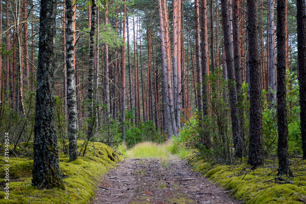 Obraz premium Footpath in the Woods in Northern Europe in Summer