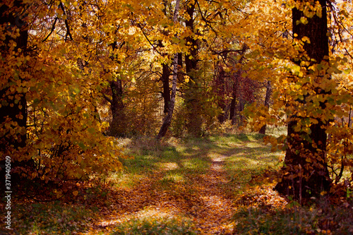 Beautiful autumn forest with yellow leaves.