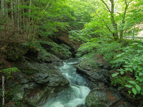 夏の入川渓谷の渓流