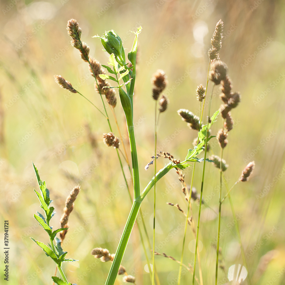 blooming green plant and yellow grass panicles in a sunny summer field blooming green plant and yellow grass panicles in a sunny summer field