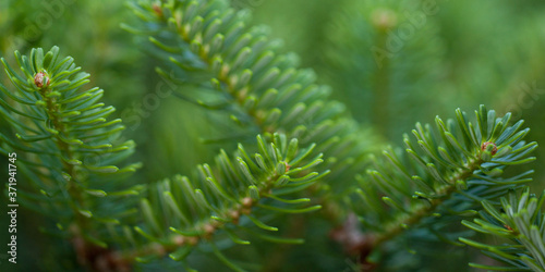spruce branches with beautiful fresh needles