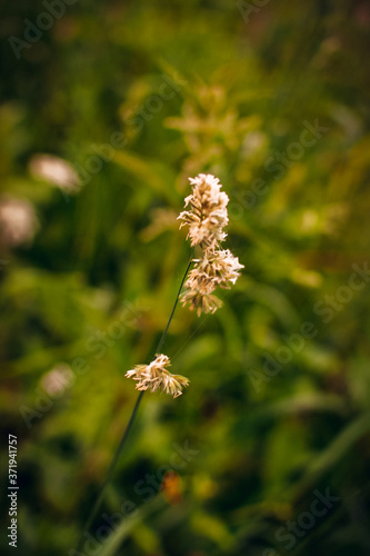 Blooming Phalaris arundinacea or reed canary grass on blurred green and bokeh...