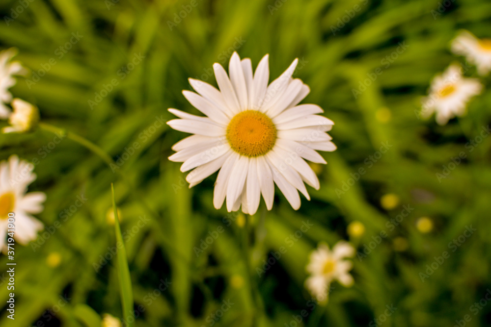 Field of camomiles at sunny day at nature. Camomile daisy flowers, field flowers, chamomile flowers, spring day Field of camomiles at sunny day at nature. Camomile daisy flowers, field flowers, chamomile flowers, spring day