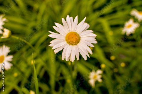 Field of camomiles at sunny day at nature. Camomile daisy flowers, field flow...