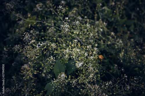 Small white wildflowers. Background with wild plant