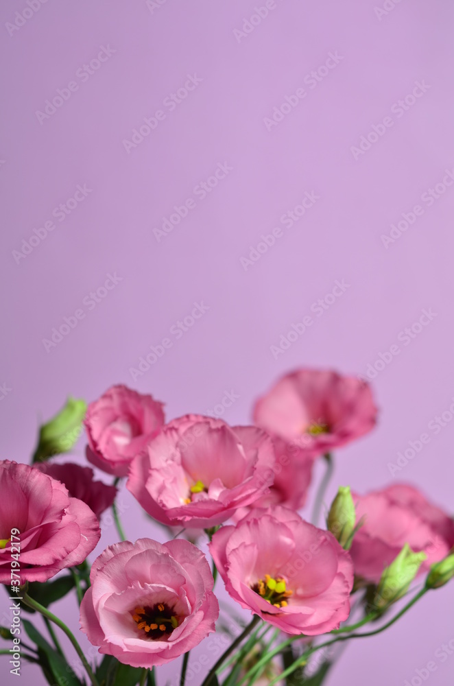 Beautiful flower composition of pink eustoma on pink background. Floral background. Valentines day. Happy birthday.