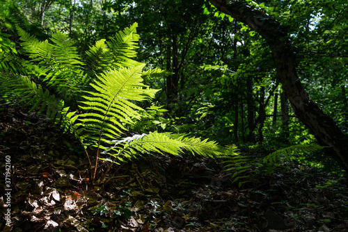 Fern in a dark forest, lit by the sun.