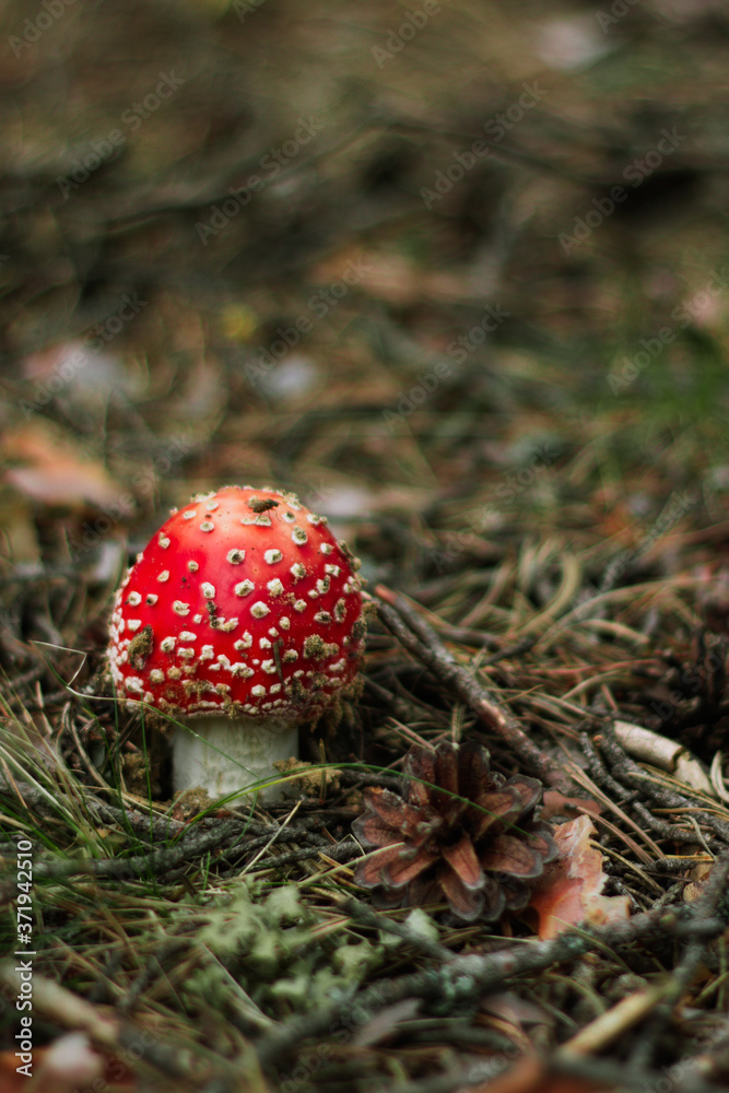 beautiful red poisonous mushroom fly agaric in the forest on a background of green grass beautiful red poisonous mushroom fly agaric in the forest on a background of green grass