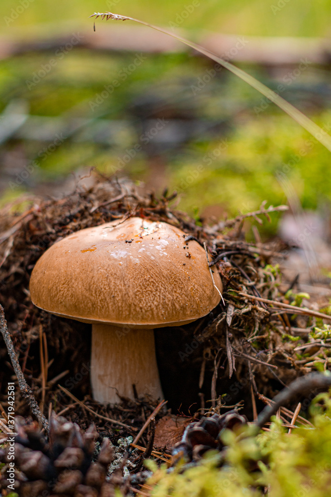 beautiful brown edible mushroom under dry leaves in summer forest beautiful brown edible mushroom under dry leaves in summer forest