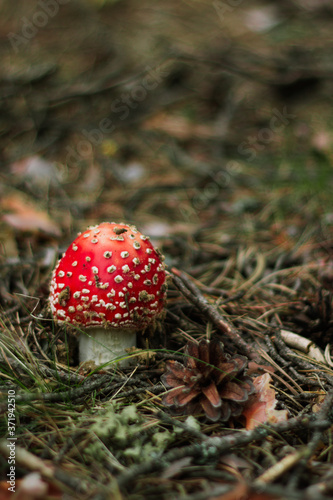 beautiful red poisonous mushroom fly agaric in the forest on a background of green grass