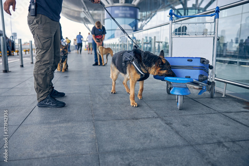 Officer and drug detection dog checking luggage in airport