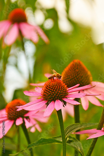 A bee on an echinacea purpurea flower, also known as coneflower – an herbaceous flowering perennial plant from the asteraceae daisy family – growing in Friuli, north east Italy
