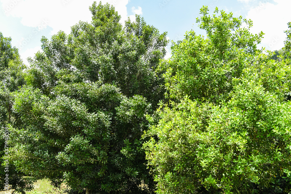Macadamia nut tree in the summer - macadamia farm on countryside agriculture Macadamia nut tree in the summer - macadamia farm on countryside agriculture