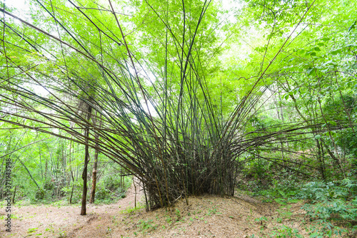 bamboo tree in the bamboo forest - Asian tropical forest