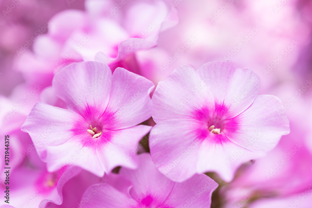 Blooming pink flowers of phlox Blooming pink flowers of phlox