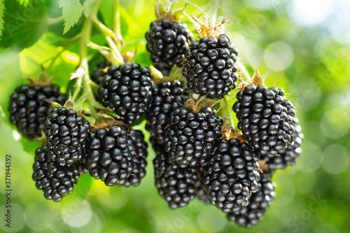 branch of ripe blackberries in a garden