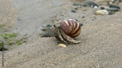 Slowmotion of cute hermit crab carry beautiful shell crawling on sand beach of Taiwan tropical island. A land Coenobita Perlatus use empty shell as its mobile safety home. Summer holiday concept-Dan photo