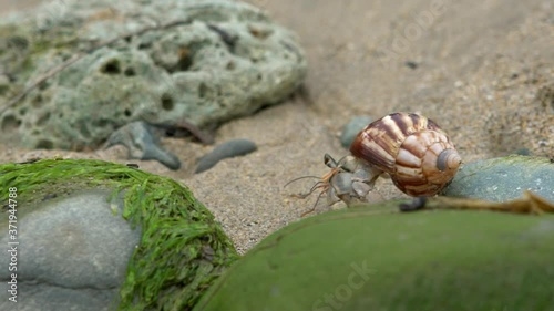 Slowmotion of cute hermit crab carry beautiful shell through marine rocks in tropical beach island of Taiwan. Decapod crustacean of the superfamily Paguroidea use empty shell as mobile safety home-Dan photo