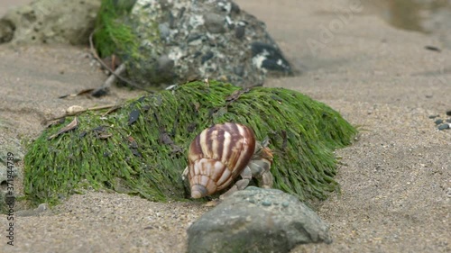 Slowmotion of cute hermit crab carry beautiful shell through marine rocks in tropical beach island of Taiwan. Decapod crustacean of the superfamily Paguroidea use empty shell as mobile safety home-Dan photo