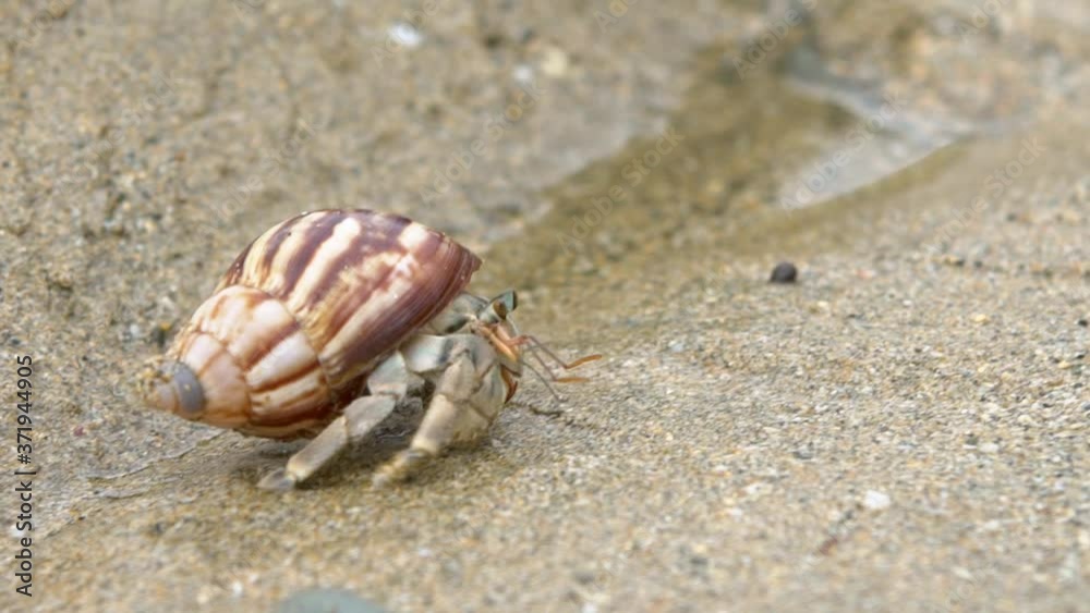 Slowmotion of cute hermit crab carry beautiful shell crawling on sand beach of Taiwan tropical island. A land Coenobita Perlatus use empty shell as its mobile safety home. Summer holiday concept-Dan Slowmotion of cute hermit crab carry beautiful shell crawling on sand beach of Taiwan tropical island. A land Coenobita Perlatus use empty shell as its mobile safety home. Summer holiday concept-Dan