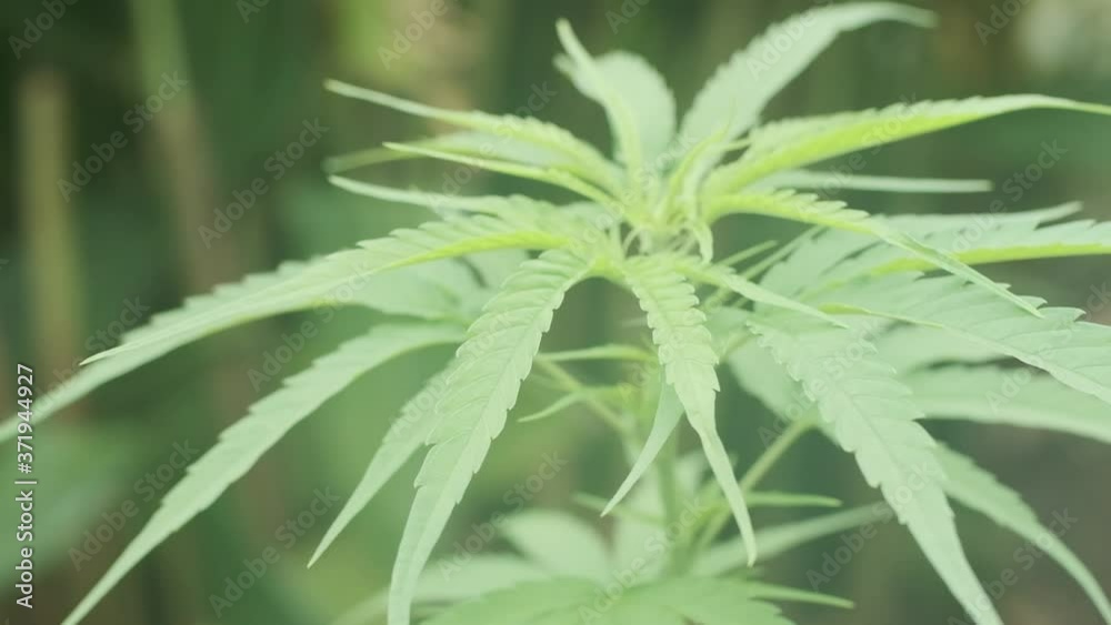Marijuana weed plant leaves close up slow motion Marijuana weed plant leaves close up slow motion