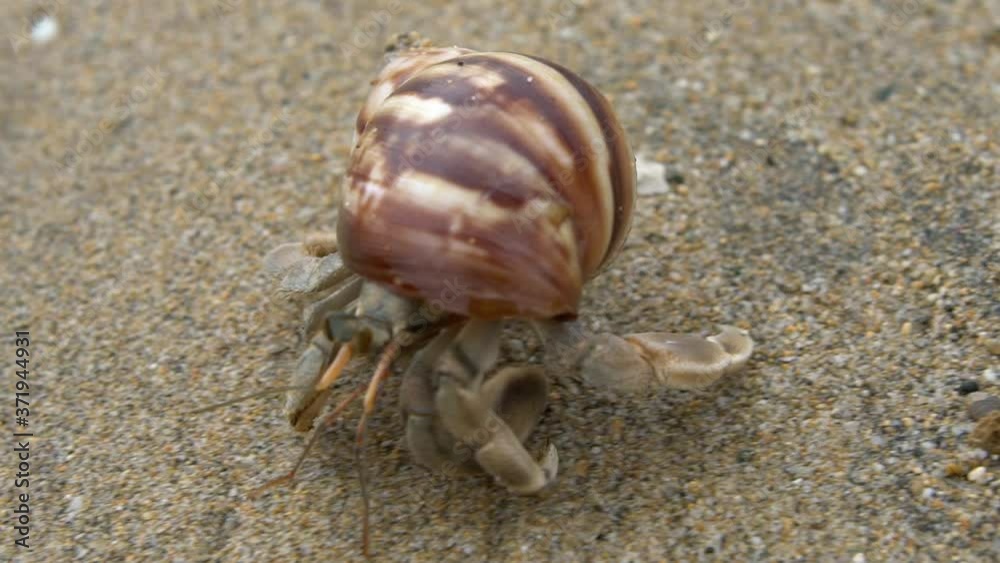 Slowmotion of cute hermit crab carry beautiful shell through marine rocks in tropical beach island of Taiwan. Decapod crustacean of the superfamily Paguroidea use empty shell as mobile safety home-Dan Slowmotion of cute hermit crab carry beautiful shell through marine rocks in tropical beach island of Taiwan. Decapod crustacean of the superfamily Paguroidea use empty shell as mobile safety home-Dan