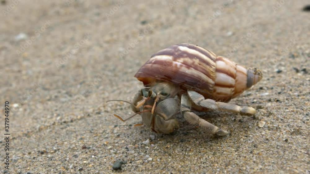 Slowmotion of cute hermit crab carry beautiful shell crawling on sand beach of Taiwan tropical island. A land Coenobita Perlatus use empty shell as its mobile safety home. Summer holiday concept-Dan Slowmotion of cute hermit crab carry beautiful shell crawling on sand beach of Taiwan tropical island. A land Coenobita Perlatus use empty shell as its mobile safety home. Summer holiday concept-Dan