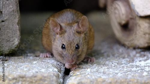 House mouse in urban garden, feeding.
