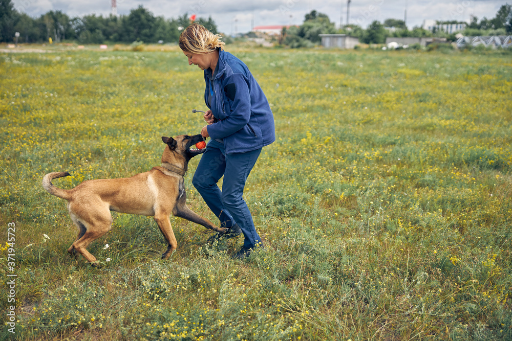 Cheerful woman training detection dog in field Cheerful woman training detection dog in field