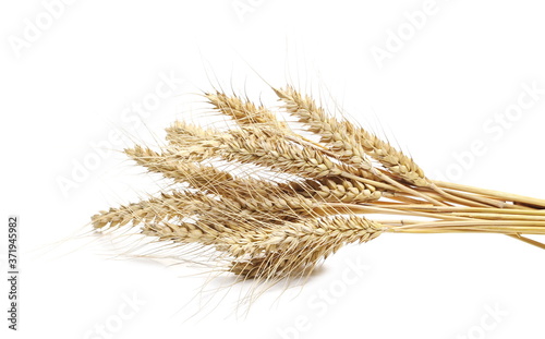 Ripe wheat ears, crops isolated on white background