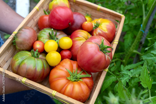 Colorful tomatoes of different sizes and kinds in the garden