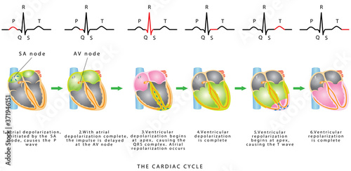 The Cardiac Cycle. The sequence of heart excitation is associated with the deviation of ECG waves by tracing. Diagram of the phases of cardiac cycle.  photo